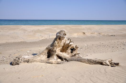 A root has run the country on the Black Sea Coast 