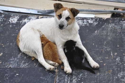 A dog takes mothering for two abandoned kittens on a construction site in Byala by the Black Sea 