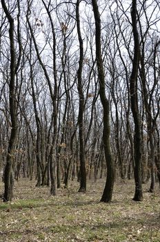 Young oak forest in Avren outside Varna on the Black Sea coast 