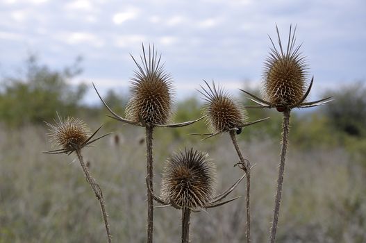 Beach vegetation on a quiet beach on the Black Sea 