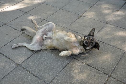 A stray dog ​​posing on the street in Varna