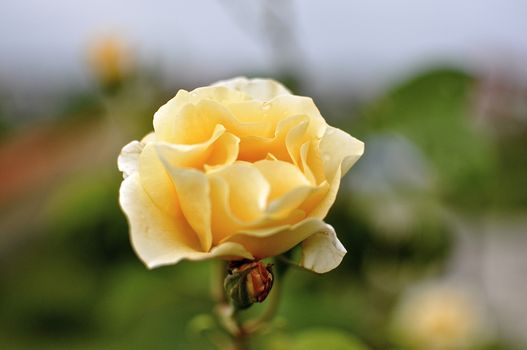 Yellow roses in bloom in Byala 