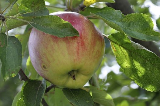Organic apples from a small village in Bulgaria