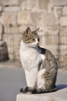 The cat is sitting and posing like a Greek statue - Turkey 
