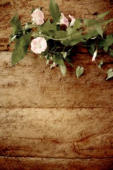 Perennial vine flower on old wooden wall