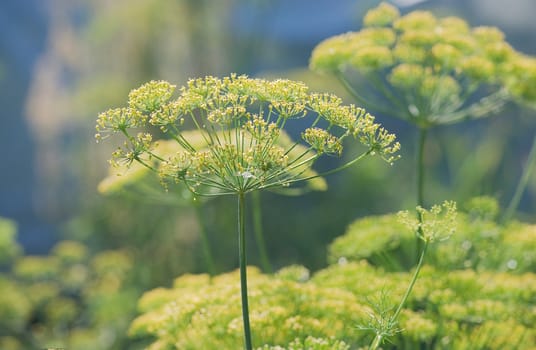 Heads of dill in a sunny summer garden