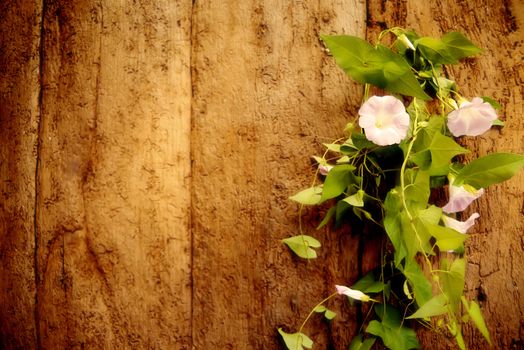Perennial vine flower on old wood wall with space for write