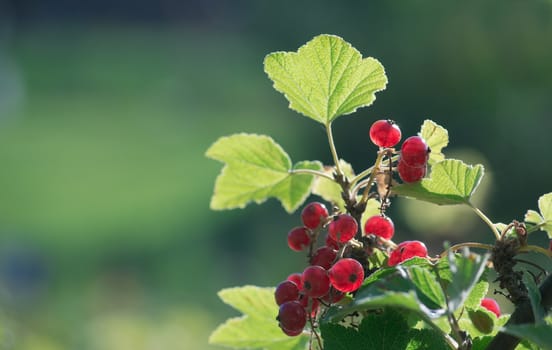 Bunch of red currant in the garden in the summer sun