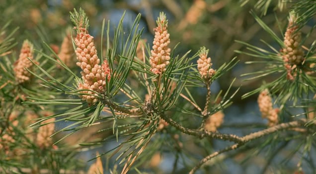  Pine branch blooming in spring in forest