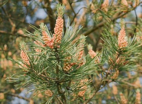  Pine branch blooming in spring in forest