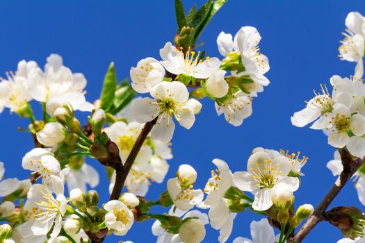 Cherry branch with a large number of white flowers against the blue sky.