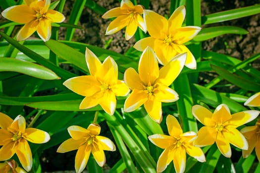 Large beautiful narcissuses blossom on a green lawn in a sunny day.