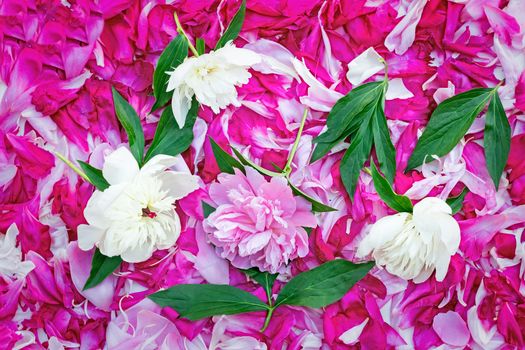 Large number of gentle white and bright pink petals of a peony, leaves and peony flowers. Background image