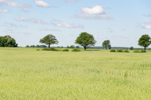 panoramic view of green rye field and tree in horizon