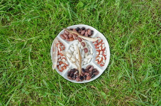 dried colorful winter beans mix in white plate on green grass background