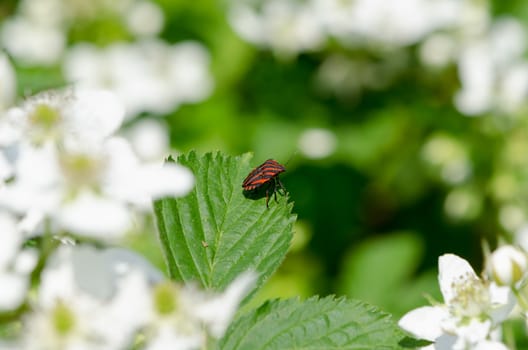 small red beetle sits on green leaf summer nature