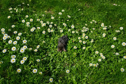 dead black small mole in meadow between daisy flowers