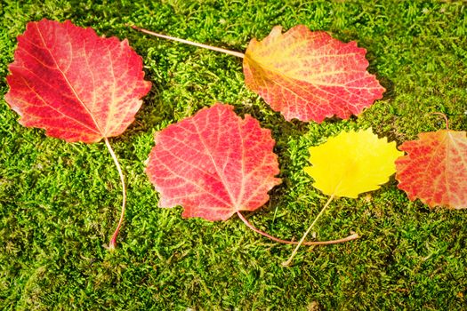 Beautiful red leaves , fallen from aspen, lie on the ground on the background of green moss.