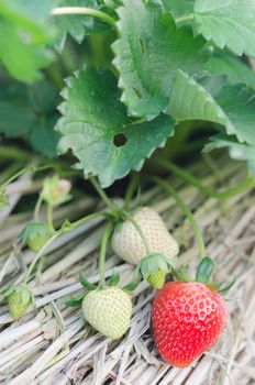 Strawberry plants already ripe to harvest