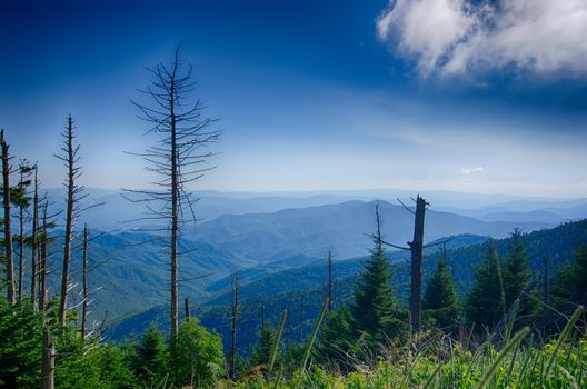 A wide view of the Great Smoky Mountains from the top of Clingman's Dome