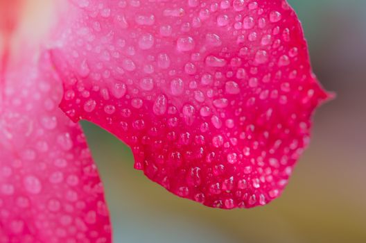 close up of flower Impala Lily Adenium - Desert Rose