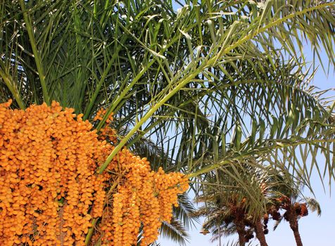 date palm at sun light
