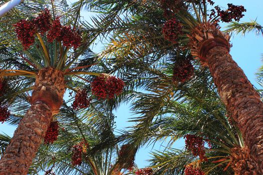 date palm at sun light