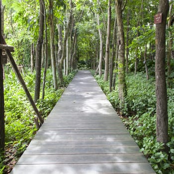 Wooden bridge in the park There are trees on both sides of the trees in the garden.