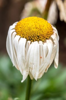 A beautiful aging yellow daisy on a bright sunny day