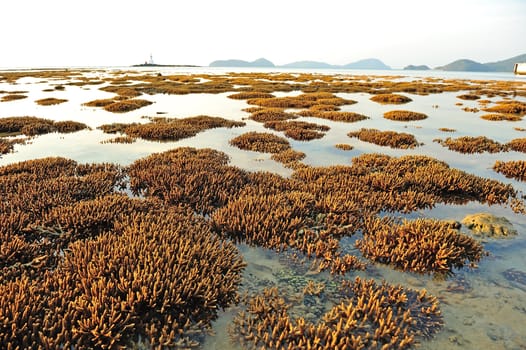 Corals in shallow waters during low tide off the coast of Phuket, Thailand