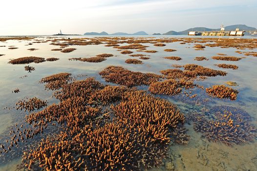 Corals in shallow waters during low tide off the coast of Phuket, Thailand