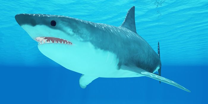 The Great White Shark is an apex-predator and has several sets of teeth which replace themselves continuously.