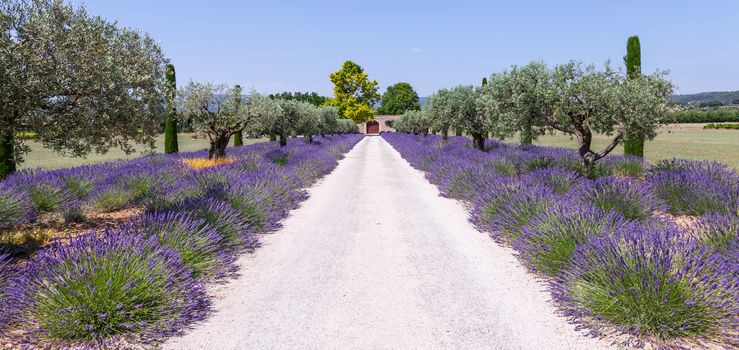 Provence, France. Lavander field during summer season.