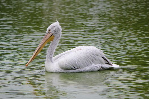 Great white pelican, pelecanus onocrotalus, floating quietly on the water