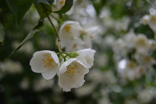 three white flowers in spring