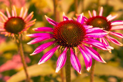 purple coneflower in bloom medicinal herb