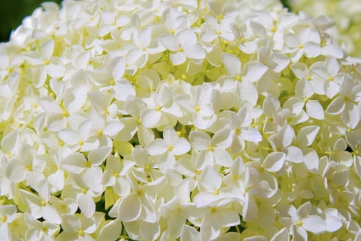 beautiful white hydrangea flowers annabelle in bloom