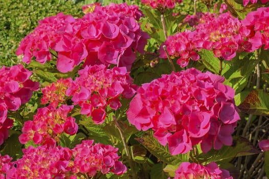 very beautiful red hydrangea in full bloom