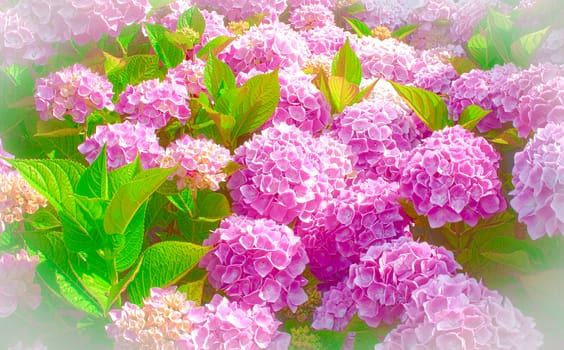 very beautiful pink hydrangea in full bloom