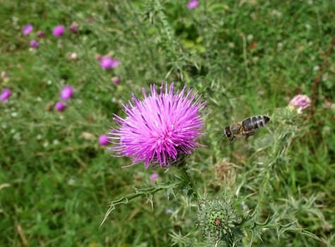 Bee pollinating thistle