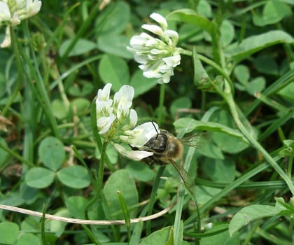 Bee pollinating clover