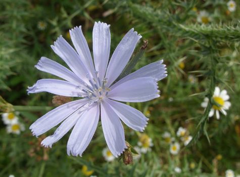 Flower herb