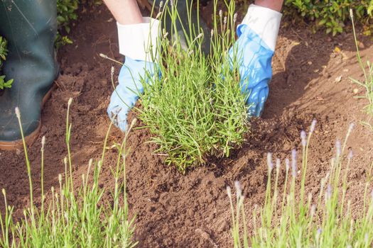 gardening with gloves and boots in the lavender garden 