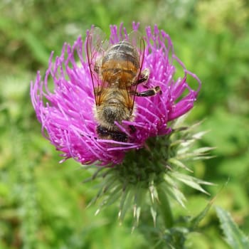 Bee pollinating thistle