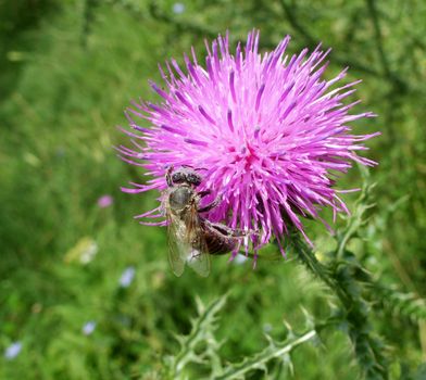 Bee pollinating thistle