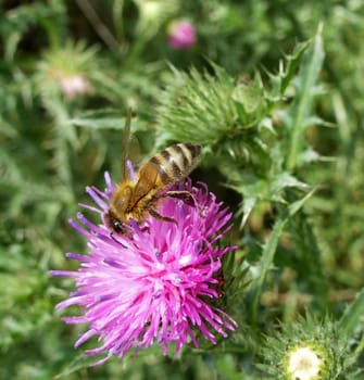 Bee pollinating thistle