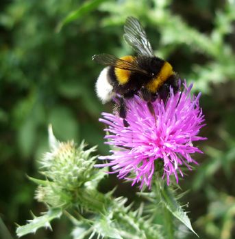 Bee pollinating thistle