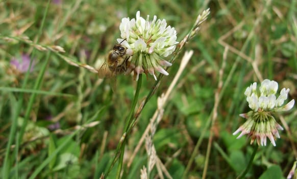 Bee pollinating clover