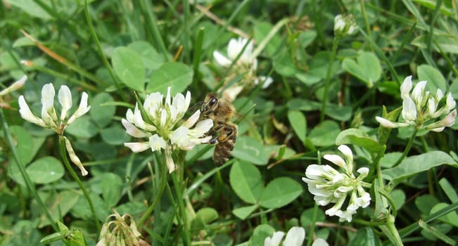 Bee pollinating clover