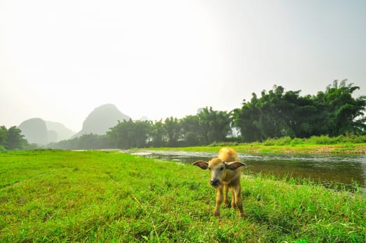 Guilin Park and Karst rocks Yangshuo China.